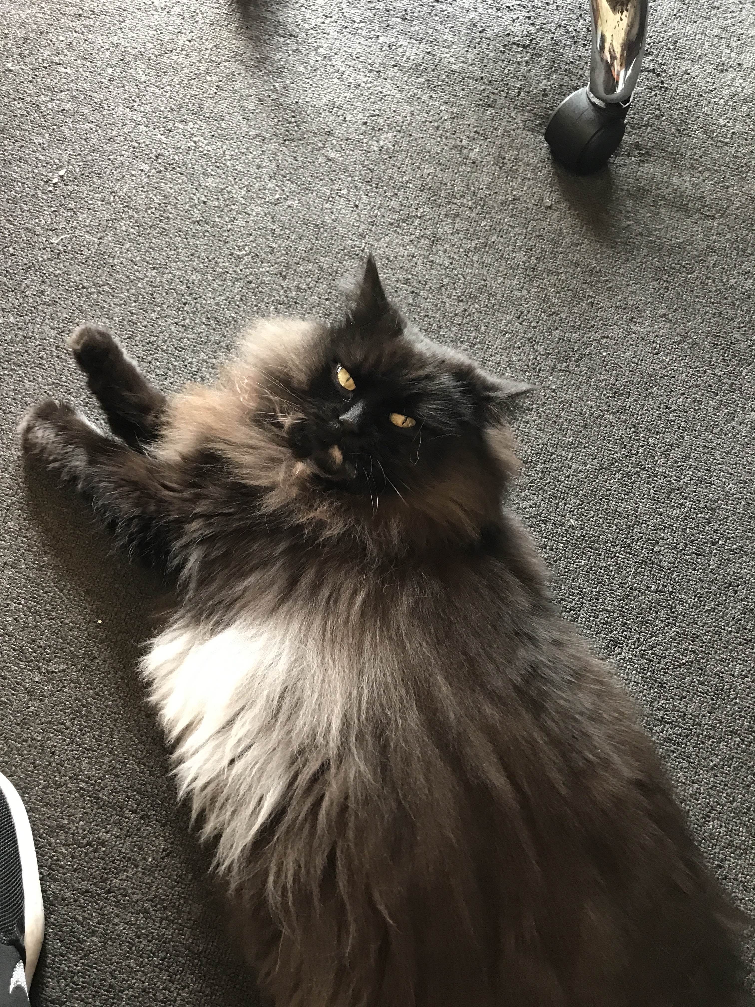 A picture of Simon.